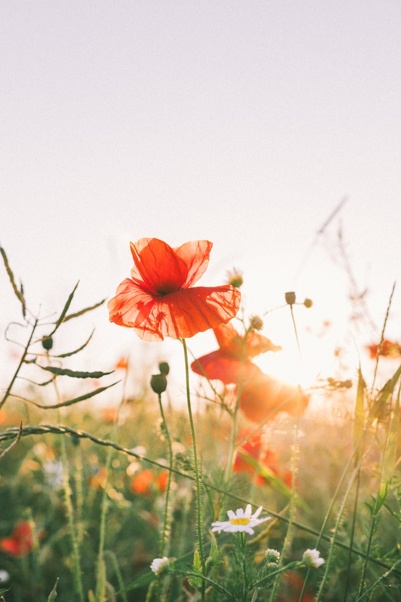 Red poppies bloom in a sunlit field with daisies.