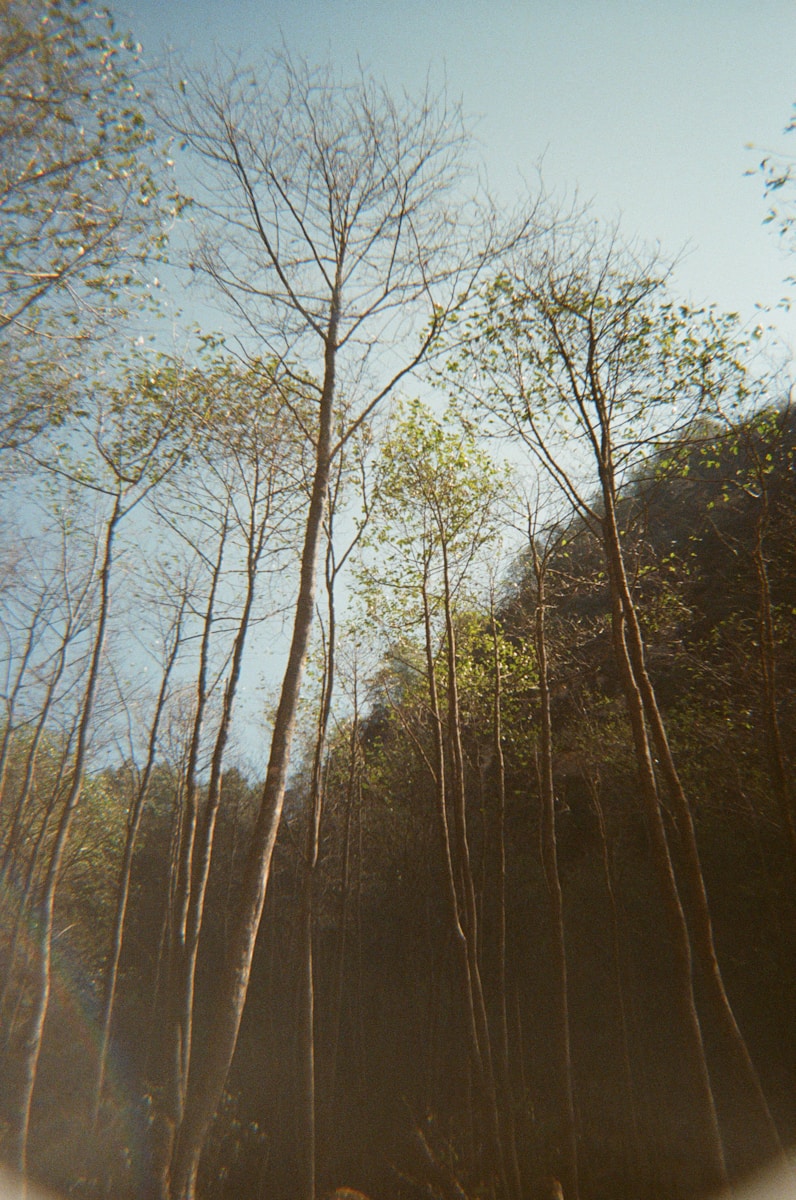 Tall trees reaching towards a clear blue sky.